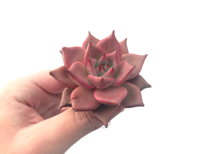 Echeveria Agavoides 'Red Ebony' 3" Succulent Plant