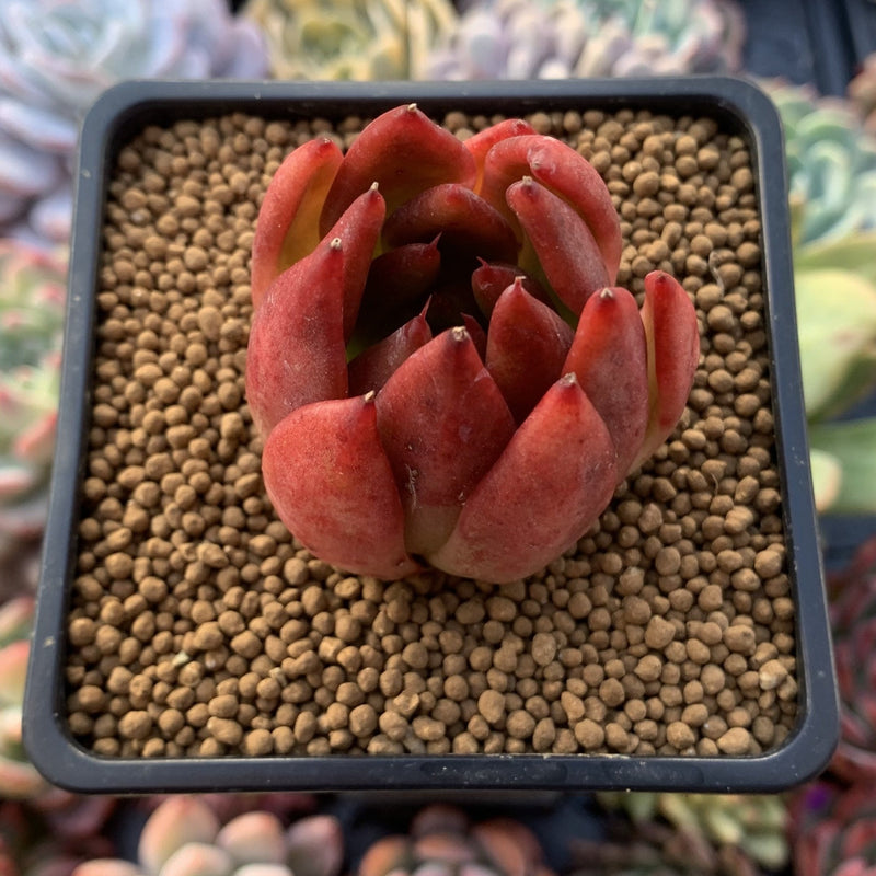 Echeveria Agavoides 'Frank Reinalt' 2" Succulent Plant