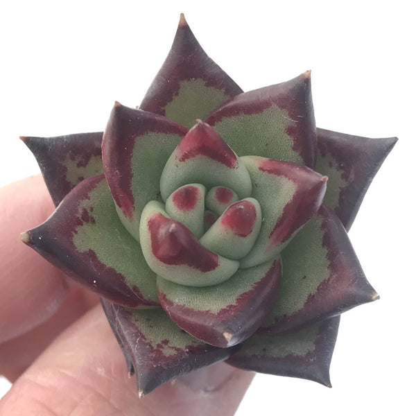 Echeveria Agavoides 'Ebony' Hybrid Small 1" Succulent Plant