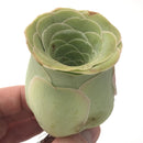 Greenovia 'Summer Rose' 3" Succulent Plant