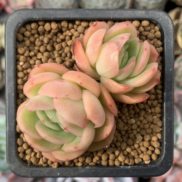 Echeveria Agavoides 'Raja' 1" Small Succulent Plant