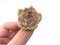 Echeveria 'Rosanna' Small 1"-2" Succulent Plant