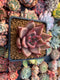 Echeveria Agavoides 'Red Ebony' 3" Succulent Plant