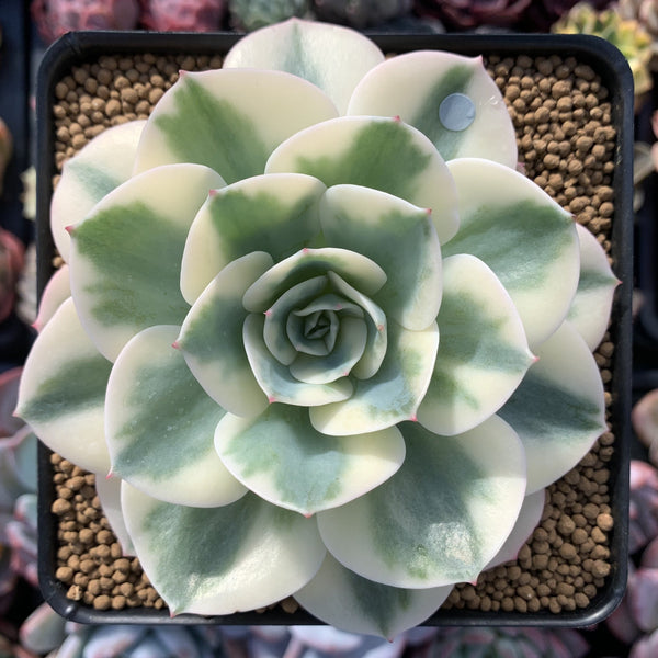 Echeveria 'Compton Carousel' Variegated 4" Succulent Plant