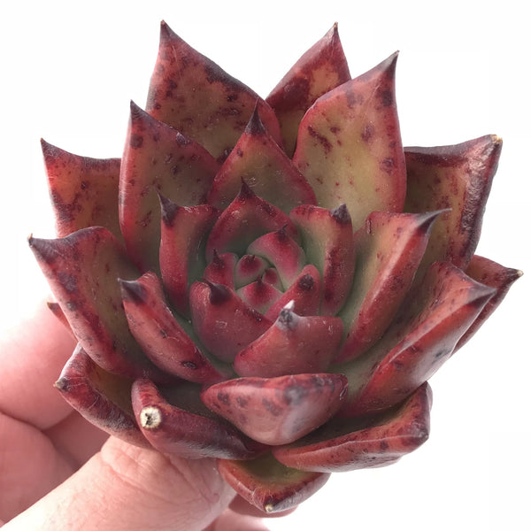 Echeveria Agavoides Mundy 3” Rare Succulent Plant