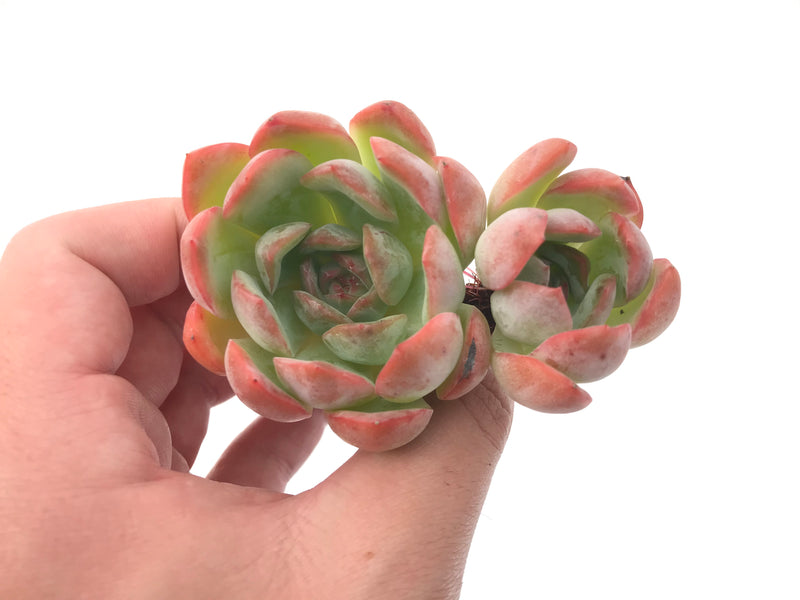 Echeveria sp. 3" Succulent Plant