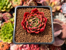 Echeveria sp. 2" Succulent Plant