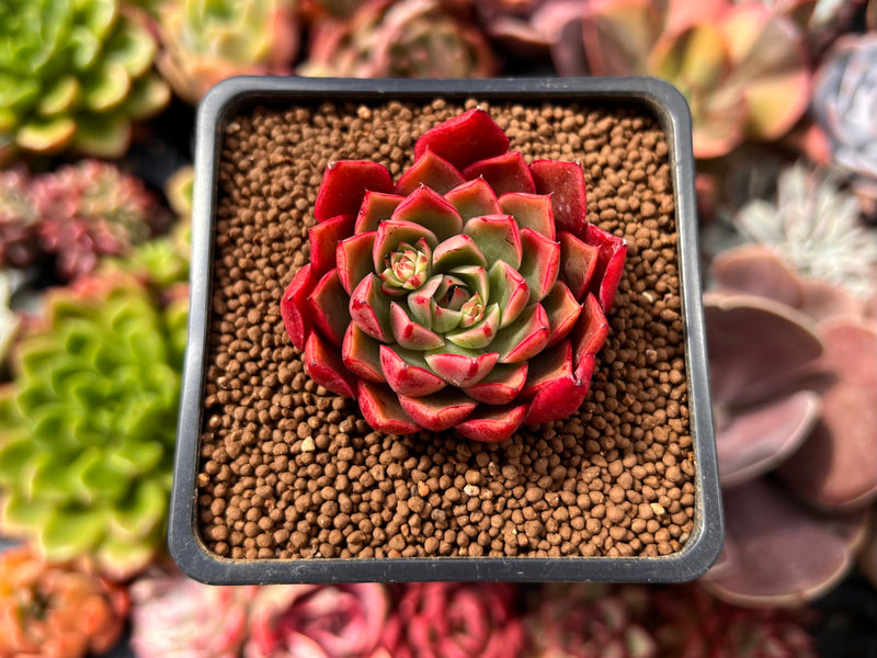 Echeveria sp. 2" Succulent Plant