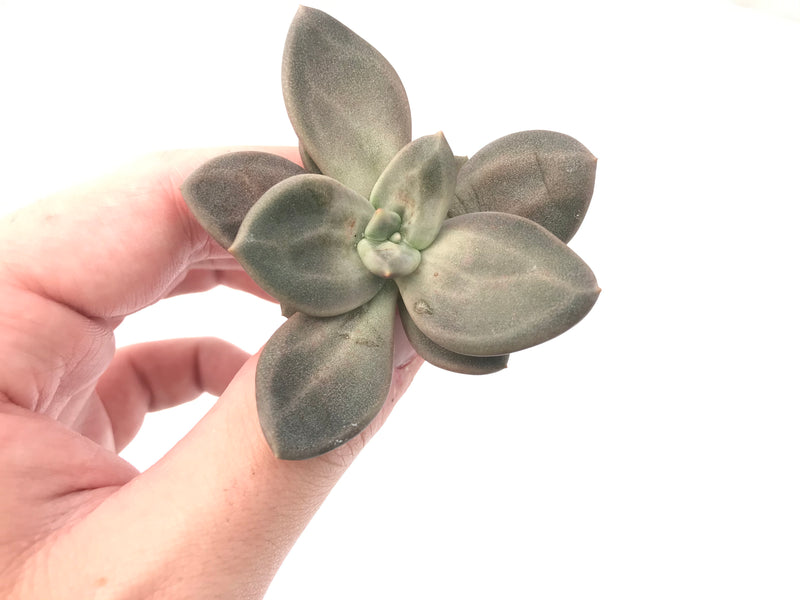 Echeveria 'Xichuensis' Small 1"-2" Succulent Plant