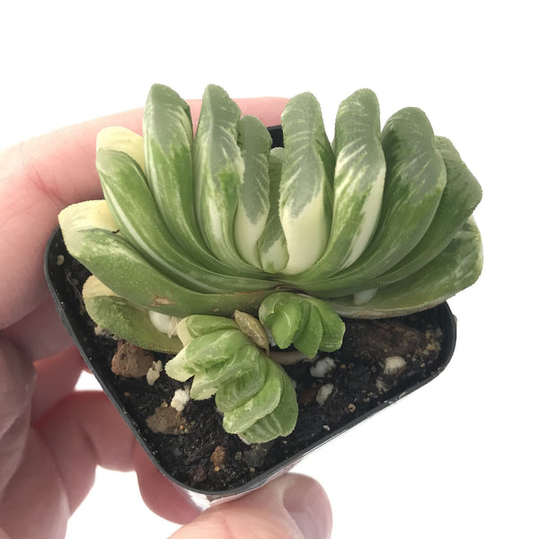 Haworthia 'Truncata' Variegated 3" Cluster Succulent Plant