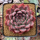 Echeveria 'Cortes' 4" Succulent Plant