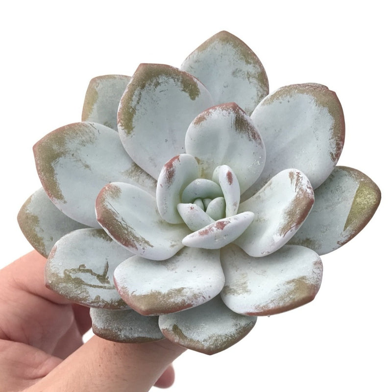 Echeveria 'Laui' 3"-4" PowderySucculent Plant