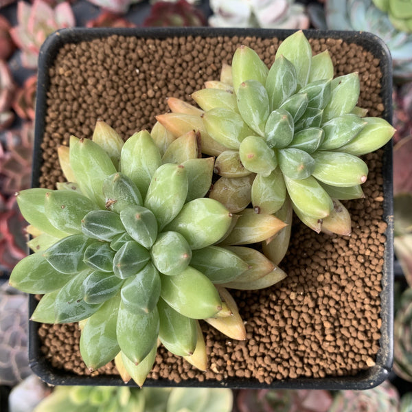 Pachyphytum Compactum 'Glaucum' 4" Cluster Succulent Plant