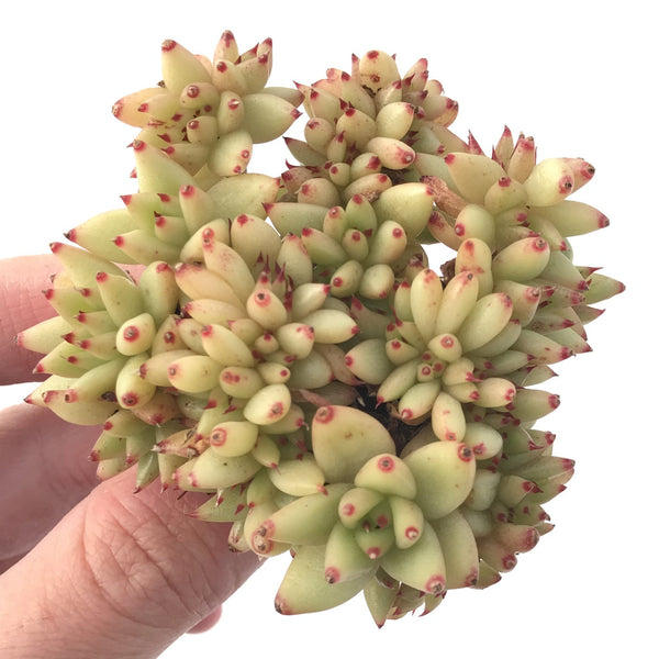 Echeveria Agavoides 'Maria' Crested 2"-3" Succulent Plant