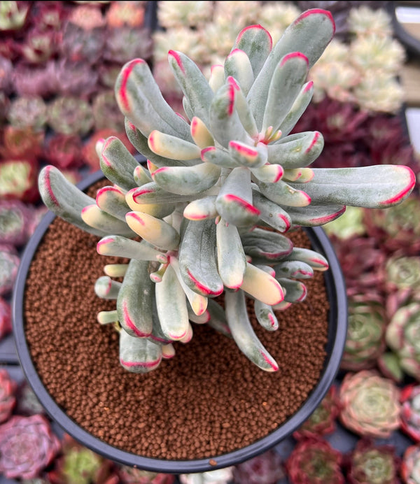 Cotyledon 'Orbiculata' Variegated 4"-5" Large Cluster Succulent Plant