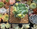 Pachyveria 'Walth' Variegated 2" Rare Succulent Plant