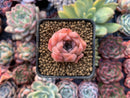 Echeveria 'Pink Ping Pong' 1" New Hybrid Small Succulent Plant