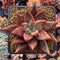 Echeveria Agavoides 'Psyche' 3" Succulent Plant