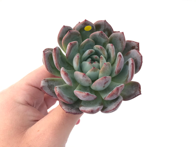 Echeveria 'Starmark' 3"-4" Powdery Succulent Plant