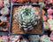 Echeveria 'White Zaragosa' 3" Succulent Plant