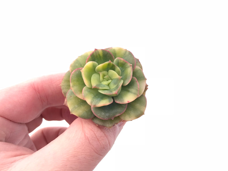 Echeveria Nicksana Variegated 2" Rare Succulent Plant