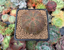 Euphorbia 'Obesa' 2" Succulent Plant