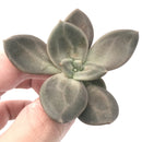 Echeveria 'Xichuensis' Small 1"-2" Succulent Plant