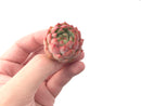 Echeveria sp. 1" Succulent Plant