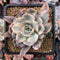 Echeveria 'Holwayi' Variegated 3" Succulent Plant