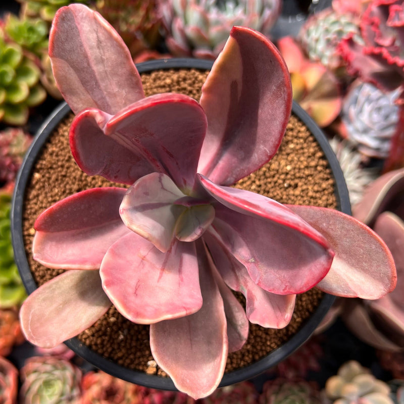 Pachyveria 'Pampoteus' Variegated 3"-4" Succulent Plant