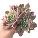 Echeveria 'Luella' Variegated 8" Extra Large Cluster Succulent Plant