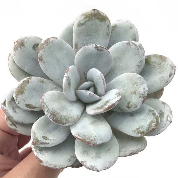 Echeveria 'Laui' 5" Powdery Succulent Plant