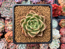 Echeveria Agavoides 'Spicy' 2" Succulent Plant