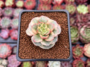 Sedeveria 'Rolly' Variegated 1" Succulent Plant