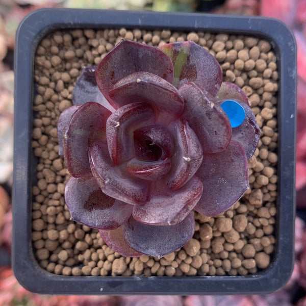 Echeveria 'Black Tan' 1" New Hybrid Succulent Plant