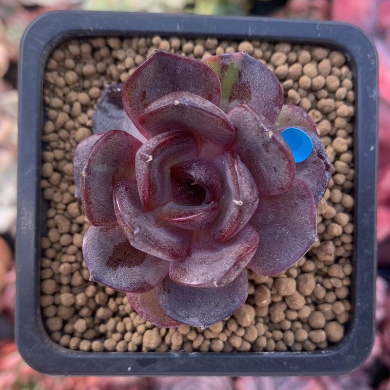 Echeveria 'Black Tan' 1" New Hybrid Succulent Plant