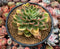 Echeveria 'Bob Jolly' Variegated 4" Succulent Plant