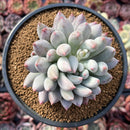 Pachyphytum 'Angels Finger' 4" Succulent Plant