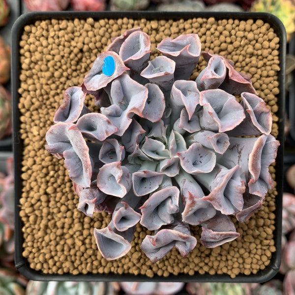 Echeveria 'Trumpet Pinky' 4" Succulent Plant