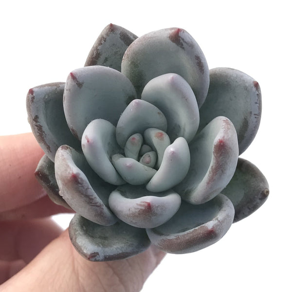 Echeveria 'Ivory' 1"  Powdery Succulent Plant