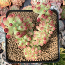 Sedum 'Pachyphyllum' Crested 3" Succulent Plant