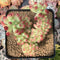 Sedum 'Pachyphyllum' Crested 3" Succulent Plant