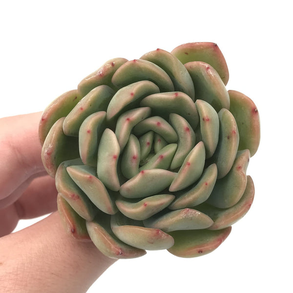 Echeveria sp. 3" Rare Succulent Plant