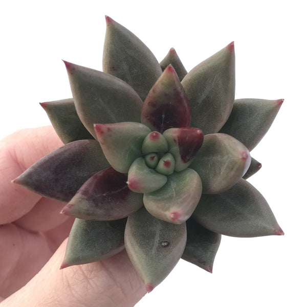 Echeveria Agavoides 'Planetary Stars' 3" Succulent Plant