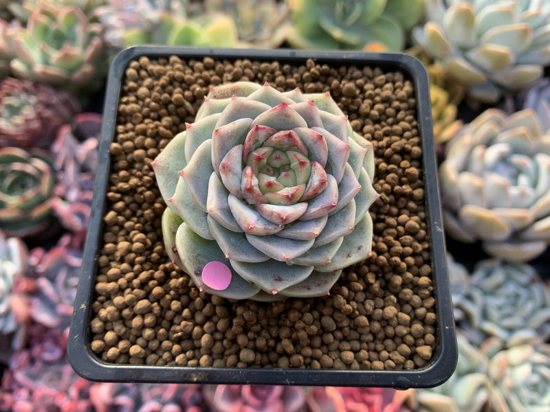 Echeveria 'Red Velvet' 2" Powdery Succulent Plant