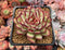 Echeveria 'Mexican Pulidonis' 3" Succulent Plant