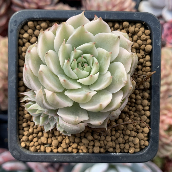 Echeveria 'Margaret' Variegated 3" Cluster Succulent Plant