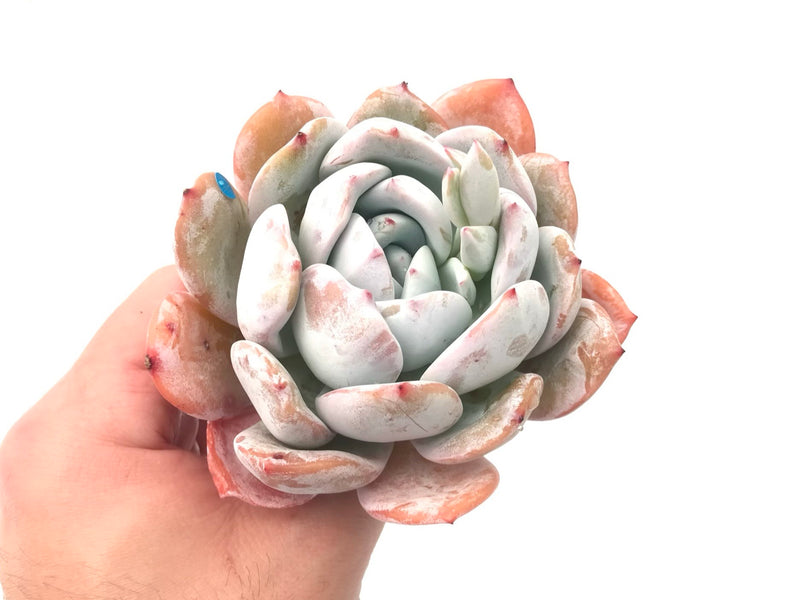 Echeveria 'Ivory' 4"+ Rare Succulent Plant