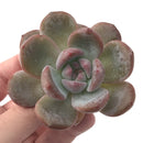 Echeveria 'Hosikage' 2"-3" Powdery Succulent Plant