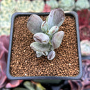 Cotyleydon Orbiculata Var. 'Hoppi' Variegated 1" Succulent Plant